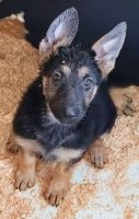 German Shepherd Puppies for sale in Windom, Minnesota. price: $450