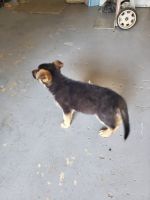 German Shepherd Puppies for sale in Jonesboro, Georgia. price: $300