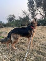 German Shepherd Puppies for sale in Beas, Punjab. price: 30,000 INR
