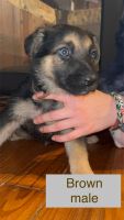 German Shepherd Puppies for sale in Vevay, Indiana. price: $1,000