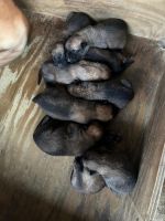 German Shepherd Puppies for sale in Hialeah, Florida. price: $750