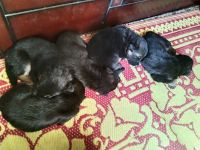 German Shepherd Puppies for sale in Haldwani, Uttaranchal. price: 10,000 INR