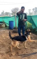 German Shepherd Puppies for sale in Chomu, Rajasthan. price: 15,000 INR