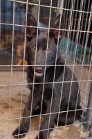 German Shepherd Puppies for sale in San Jose, California. price: $1,800