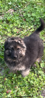 German Shepherd Puppies for sale in Chiefland, FL 32626, USA. price: $2,000