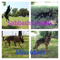German Shepherd Puppies for sale in Fort Worth, TX, USA. price: $500