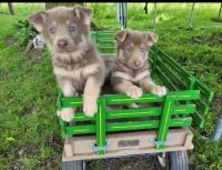 German Shepherd Puppies for sale in Warren, Michigan. price: $1,000