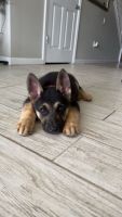 German Shepherd Puppies for sale in Riverview, Florida. price: $800