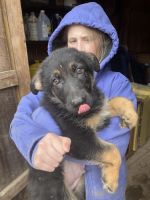 German Shepherd Puppies for sale in Roscoe, New York. price: $1,000
