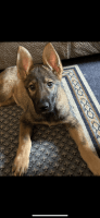 German Shepherd Puppies for sale in Enfield, Connecticut. price: $4,300