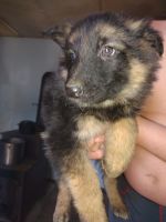 German Shepherd Puppies for sale in Spotsylvania, Virginia. price: $600