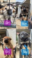 German Shepherd Puppies for sale in Calimesa, California. price: $300