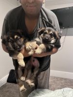 German Shepherd Puppies for sale in Muskegon, Michigan. price: $700