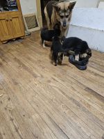 German Shepherd Puppies for sale in Des Moines, Iowa. price: $60,000