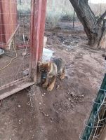 German Shepherd Puppies for sale in Taylor, Arizona. price: $400