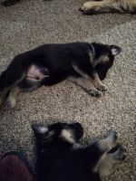 German Shepherd Puppies for sale in Cloverdale, Indiana. price: $600
