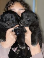 German Shepherd Puppies for sale in Hickory, North Carolina. price: $600