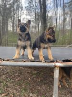 German Shepherd Puppies for sale in Oxford, AL, USA. price: $750