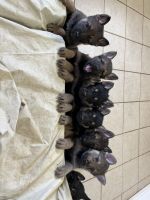 German Shepherd Puppies for sale in Murrieta, California. price: $2,000