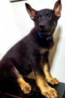 German Shepherd Puppies for sale in Carlisle, Ohio. price: $600