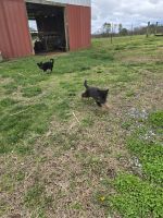 German Shepherd Puppies for sale in Fort Payne, Alabama. price: $400