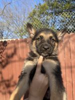 German Shepherd Puppies for sale in Dallas, Texas. price: $300