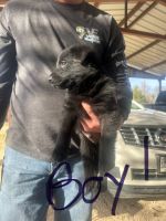 German Shepherd Puppies for sale in Clyde, Texas. price: $1,000