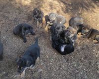 German Shepherd Puppies for sale in Sumner, Washington. price: $150