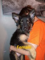 German Shepherd Puppies for sale in Mesa, AZ 85207, USA. price: $250