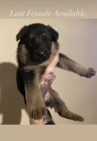 German Shepherd Puppies for sale in New Castle, Pennsylvania. price: $1,200
