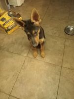 German Shepherd Puppies for sale in Roosevelt, NY, USA. price: $500
