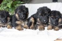 German Shepherd Puppies for sale in Decatur, Indiana. price: $1,000