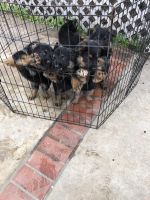 German Shepherd Puppies for sale in Riverside, California. price: $150
