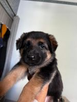 German Shepherd Puppies for sale in Jaipur, Rajasthan. price: 5,000 INR
