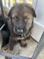 German Shepherd Puppies for sale in Binghamton, New York. price: $400