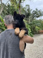 German Shepherd Puppies for sale in Naples, Florida. price: $70,000