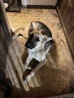 German Shepherd Puppies for sale in Coplay, PA 18037, USA. price: $450