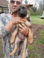 German Shepherd Puppies for sale in Waldron, Arkansas. price: $600
