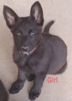 German Shepherd Puppies for sale in Cloutierville, Louisiana. price: $350