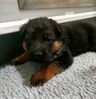 German Shepherd Puppies for sale in Waco, Texas. price: $2,000