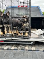 German Shepherd Puppies for sale in de Bary, Florida. price: $1,800