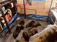 German Shepherd Puppies for sale in Kellyville, Oklahoma. price: NA
