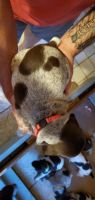 German Shorthaired Pointer Puppies for sale in Canon, GA 30520, USA. price: NA