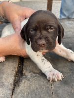 German Shorthaired Pointer Puppies for sale in Boston, NY 14025, USA. price: NA