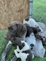 German Shorthaired Pointer Puppies for sale in Dallas, OR 97338, USA. price: NA