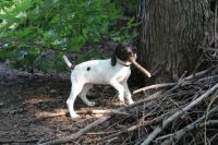 German Shorthaired Pointer Puppies for sale in Midland Park, NJ 07432, USA. price: NA