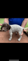 German Shorthaired Pointer Puppies for sale in Mt Olive, MS 39119, USA. price: NA