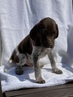 German Shorthaired Pointer Puppies for sale in Marysville, OH 43040, USA. price: NA