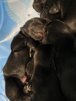 German Shorthaired Pointer Puppies for sale in Williston, ND 58801, USA. price: NA