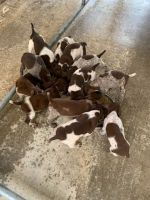 German Shorthaired Pointer Puppies for sale in Rudy, AR, USA. price: NA
